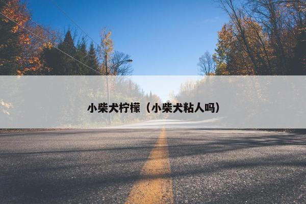 小柴犬柠檬（小柴犬粘人吗）