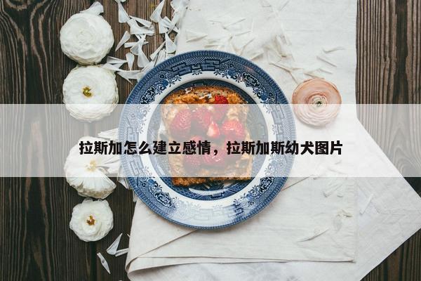 拉斯加怎么建立感情，拉斯加斯幼犬图片