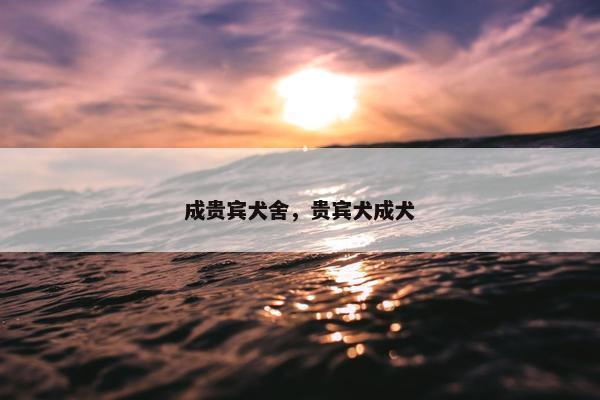成贵宾犬舍，贵宾犬成犬
