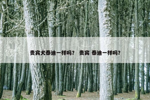 贵宾犬泰迪一样吗？ 贵宾 泰迪一样吗？