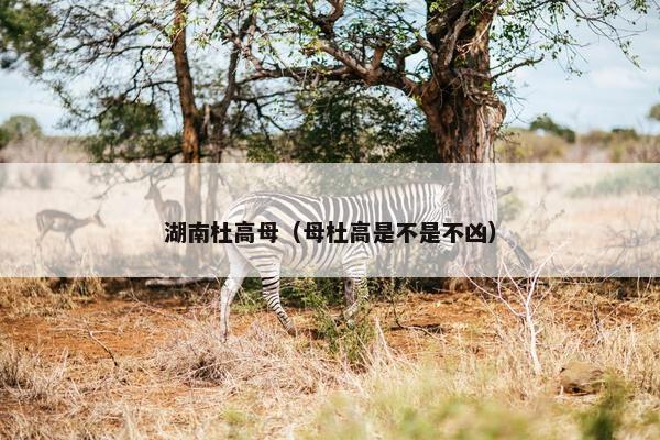 湖南杜高母（母杜高是不是不凶）