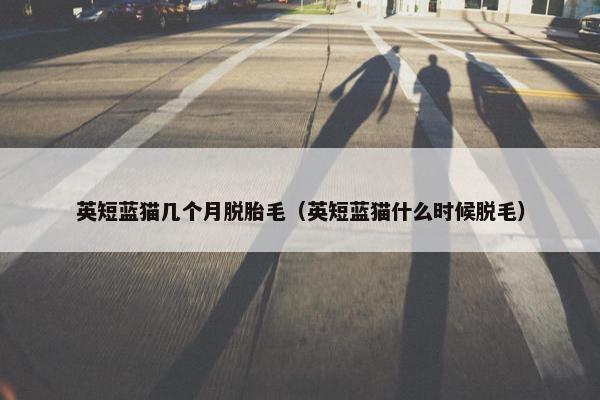 英短蓝猫几个月脱胎毛（英短蓝猫什么时候脱毛）