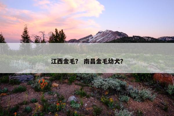 江西金毛？ 南昌金毛幼犬？