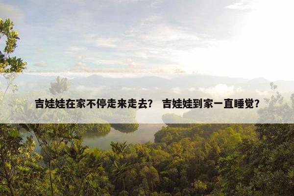 吉娃娃在家不停走来走去？ 吉娃娃到家一直睡觉？