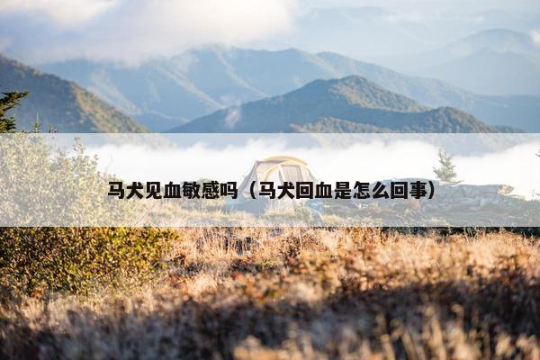 马犬见血敏感吗（马犬回血是怎么回事）