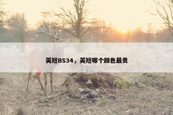 英短BS34，英短哪个颜色最贵