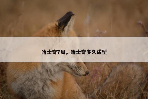 哈士奇7周，哈士奇多久成型