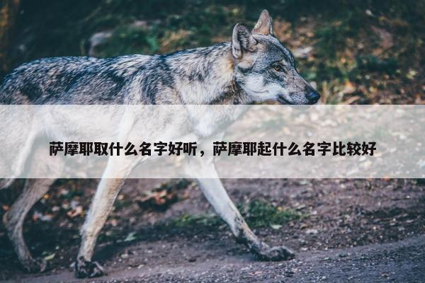 萨摩耶取什么名字好听，萨摩耶起什么名字比较好