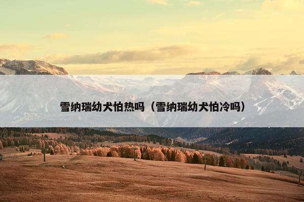 雪纳瑞幼犬怕热吗（雪纳瑞幼犬怕冷吗）