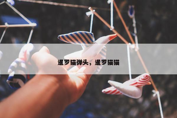 暹罗猫弹头，暹罗猫猫