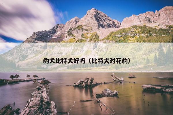 豹犬比特犬好吗（比特犬对花豹）
