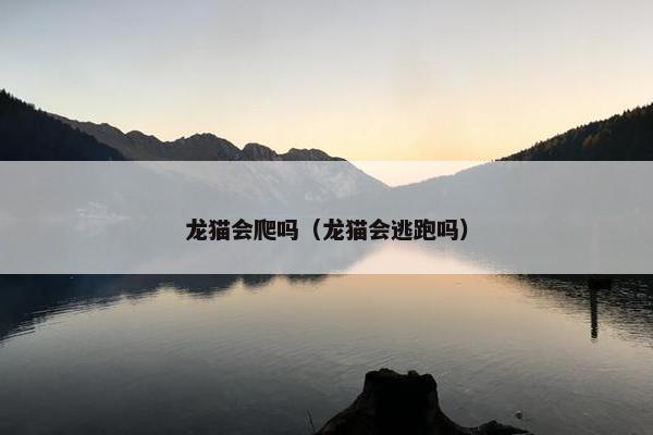 龙猫会爬吗（龙猫会逃跑吗）