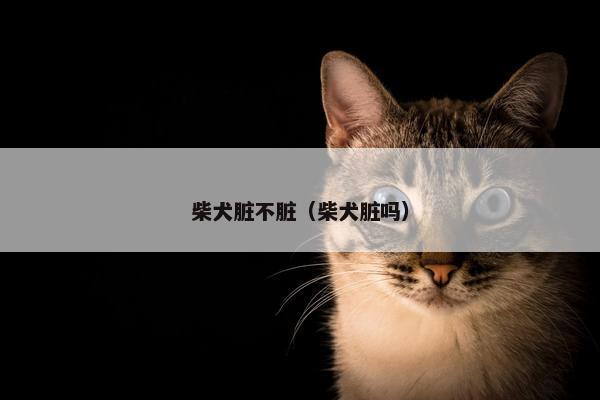 柴犬脏不脏（柴犬脏吗）