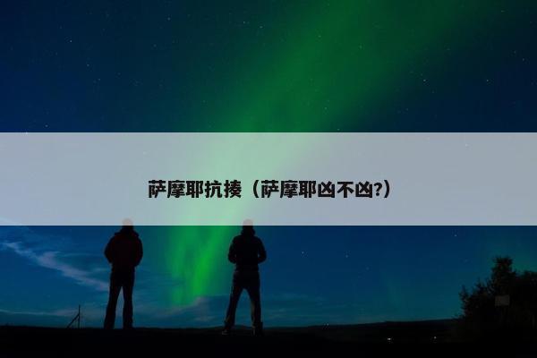萨摩耶抗揍（萨摩耶凶不凶?）