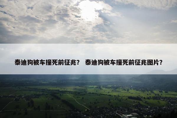 泰迪狗被车撞死前征兆？ 泰迪狗被车撞死前征兆图片？