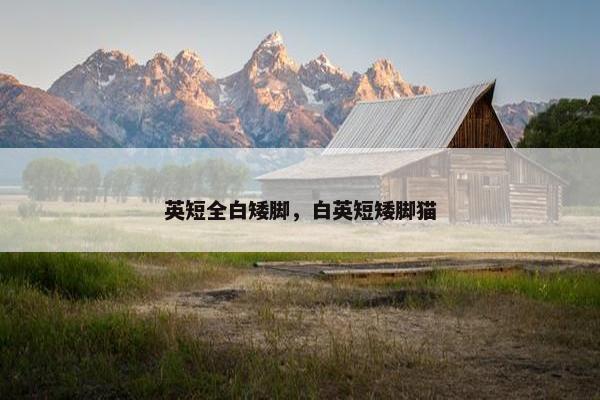 英短全白矮脚，白英短矮脚猫