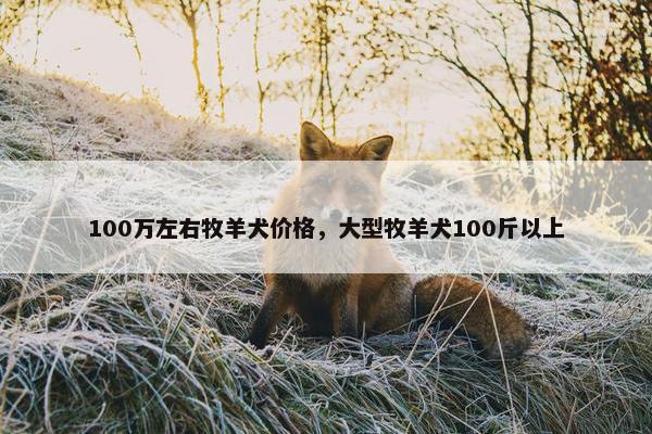 100万左右牧羊犬价格，大型牧羊犬100斤以上