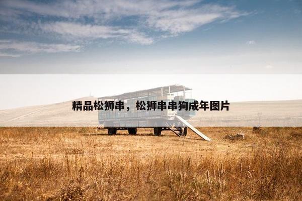 精品松狮串，松狮串串狗成年图片