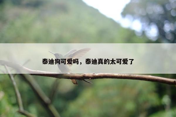 泰迪狗可爱吗，泰迪真的太可爱了
