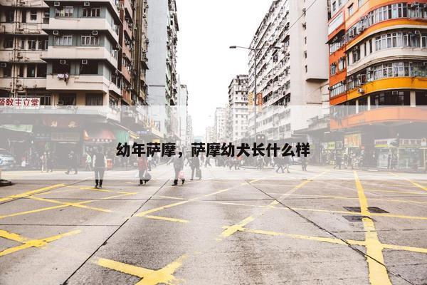 幼年萨摩，萨摩幼犬长什么样