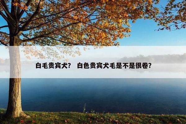 白毛贵宾犬？ 白色贵宾犬毛是不是很卷？