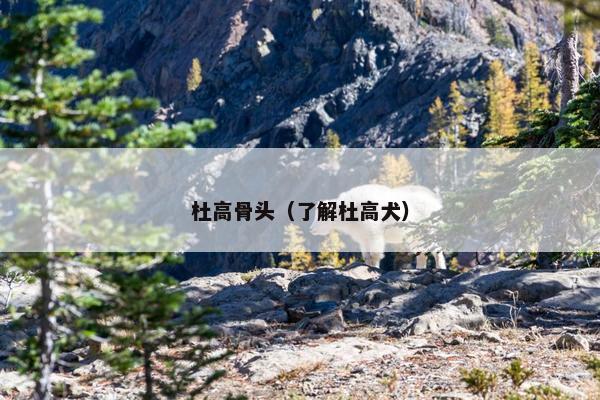 杜高骨头（了解杜高犬）