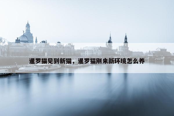 暹罗猫见到新猫，暹罗猫刚来新环境怎么养