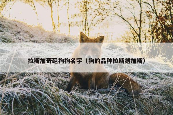 拉斯加奇葩狗狗名字（狗的品种拉斯维加斯）