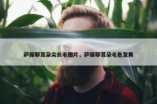 萨摩耶耳朵尖长毛图片，萨摩耶耳朵毛色发黄