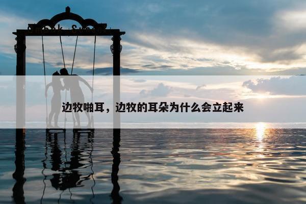 边牧