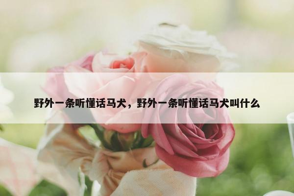 野外一条听懂话马犬，野外一条听懂话马犬叫什么