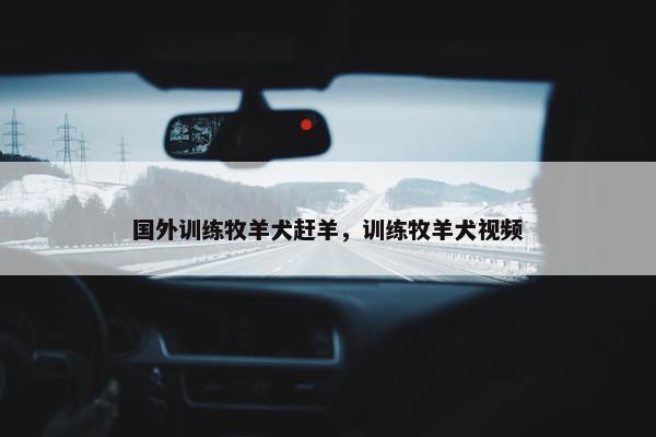 国外训练牧羊犬赶羊，训练牧羊犬视频