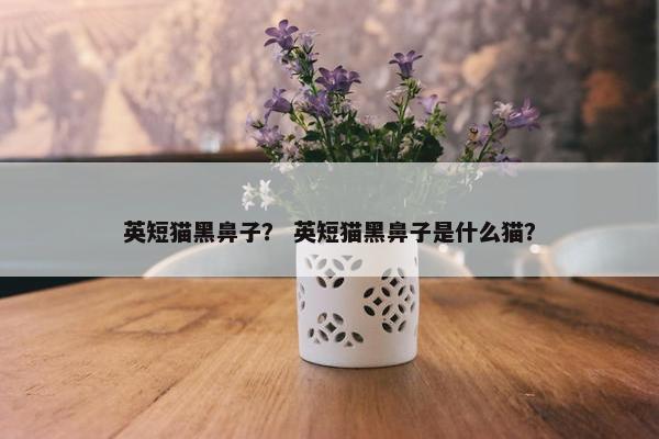 英短猫黑鼻子？ 英短猫黑鼻子是什么猫？