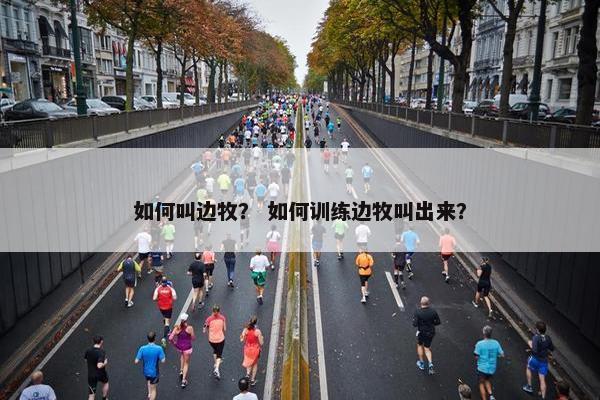 如何叫边牧？ 如何训练边牧叫出来？