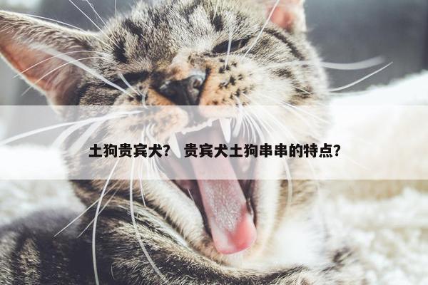土狗贵宾犬？ 贵宾犬土狗串串的特点？