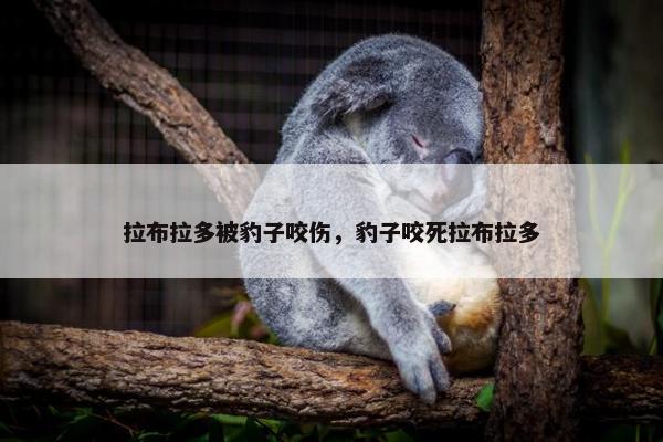 拉布拉多被豹子咬伤，豹子咬死拉布拉多