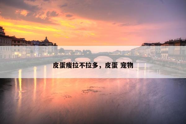 皮蛋瘦拉不拉多，皮蛋 宠物
