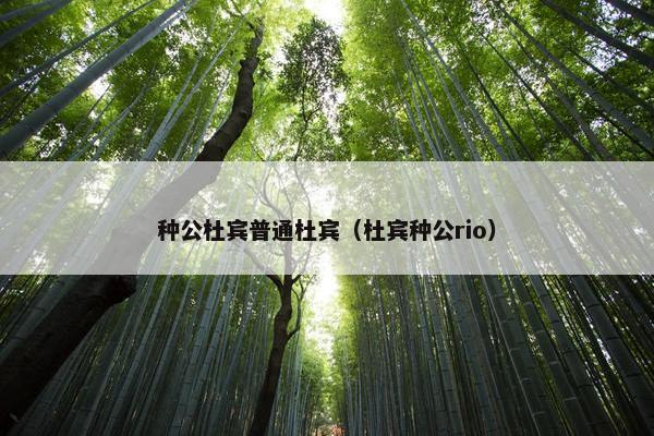 种公杜宾普通杜宾（杜宾种公rio）