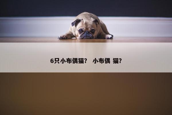 6只小布偶猫？ 小布偶 猫？