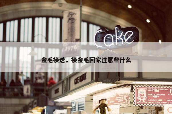 金毛接送，接金毛回家注意些什么
