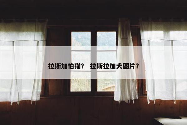 拉斯加怕猫？ 拉斯拉加犬图片？