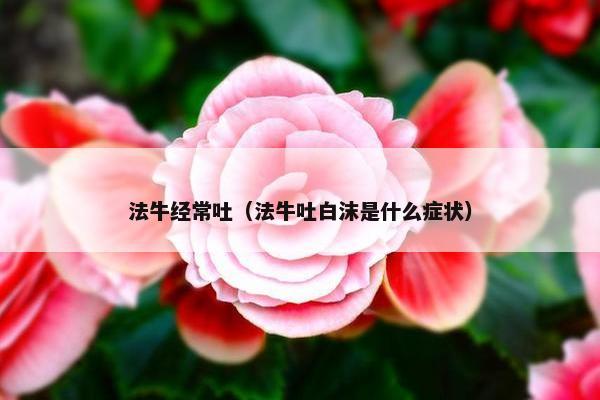 法牛经常吐（法牛吐白沫是什么症状）