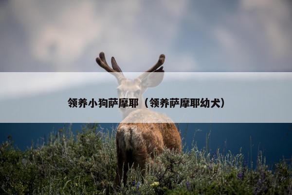 领养小狗萨摩耶（领养萨摩耶幼犬）