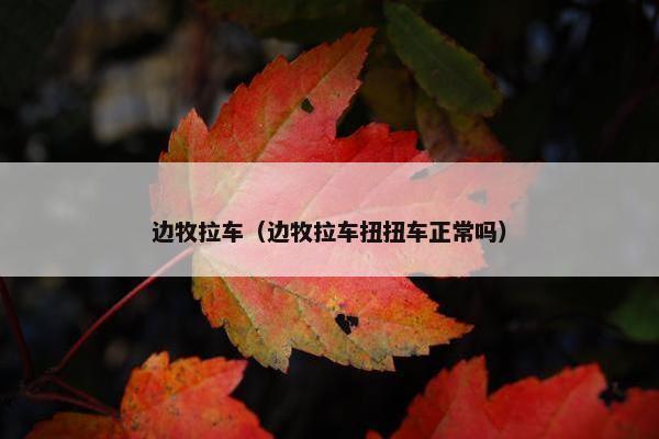 边牧拉车（边牧拉车扭扭车正常吗）
