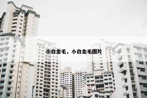 金毛