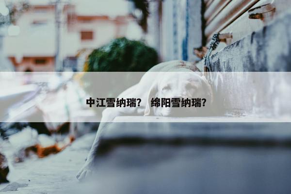 中江雪纳瑞？ 绵阳雪纳瑞？