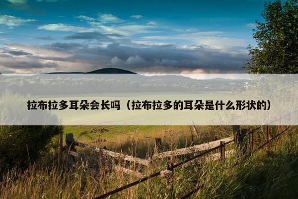 拉布拉多耳朵会长吗（拉布拉多的耳朵是什么形状的）