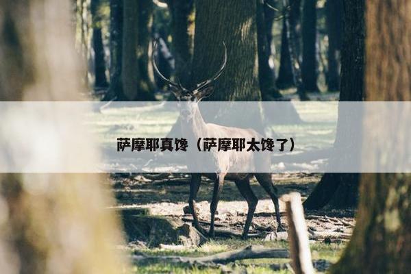 萨摩耶真馋（萨摩耶太馋了）