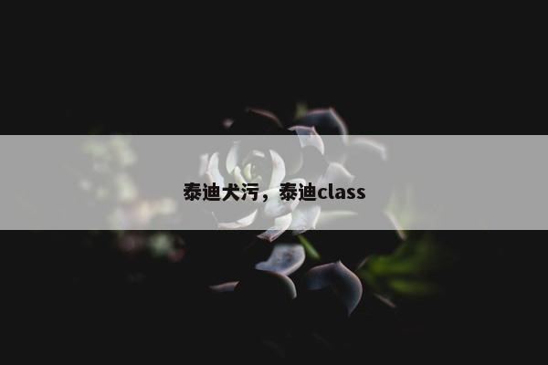 泰迪犬污，泰迪class
