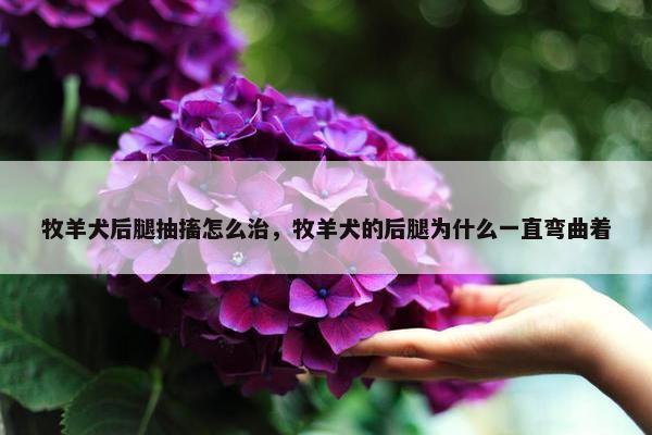 牧羊犬后腿抽搐怎么治，牧羊犬的后腿为什么一直弯曲着